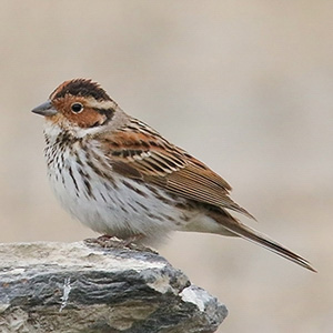 Little Bunting